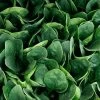 Darkside Hybrid Spinach Seeds -Botanical Bliss 52917 PK P1