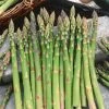 Mary Washington Asparagus Seeds -Botanical Bliss 52919 PK P1