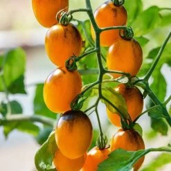 Gum Drop Yellow F1 Hybrid Cherry Tomato Seeds