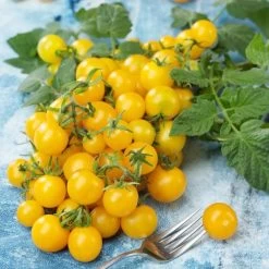 Lemon Drop Improved F1 Hybrid Cherry Tomato Seeds