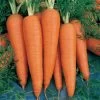Danvers 126 Half Long Carrot Seeds -Botanical Bliss 52925 PK P1