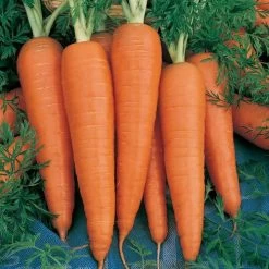 Danvers 126 Half Long Carrot Seeds