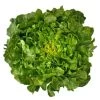 Bauer Organic Lettuce Seeds -Botanical Bliss 52929 PK P1