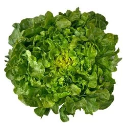 Bauer Organic Lettuce Seeds