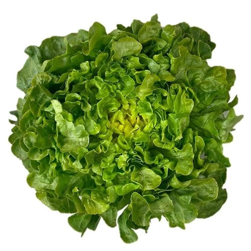 Bauer Organic Lettuce Seeds 3 Bauer Organic Lettuce Seeds