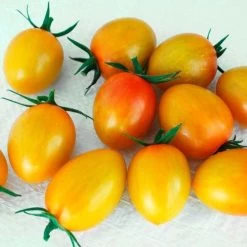 Sunset Torch Tomato Seeds