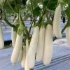Icicle F1 Eggplant Seeds -Botanical Bliss 52938 PK P1
