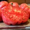 Pink Delicious Tomato Seeds 2 Pink Delicious Tomato Seeds -Botanical Bliss 52940 PK P1
