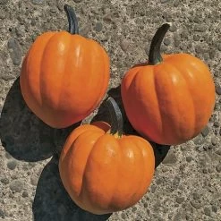 Goldilocks F1 Acorn Squash Seeds -Botanical Bliss 52941 PK P1 1