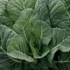 Top Chop Collard Seeds -Botanical Bliss 52943 PK P1