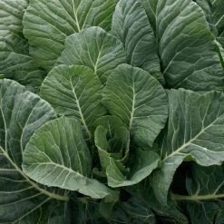 Top Chop Collard Seeds