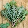 Red Russian Heirloom Kale Seeds 2 Red Russian Heirloom Kale Seeds -Botanical Bliss 52945 PK P1