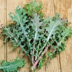Red Russian Heirloom Kale Seeds