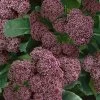 Purple Sprouting Broccoli Seeds 1 Purple Sprouting Broccoli Seeds -Botanical Bliss 52947 PK P1