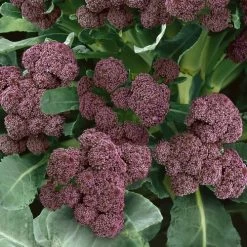 Purple Sprouting Broccoli Seeds 5 Purple Sprouting Broccoli Seeds -Botanical Bliss 52947 PK P1 1