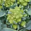 Romanesco Broccoli Seeds -Botanical Bliss 52948 PK P1