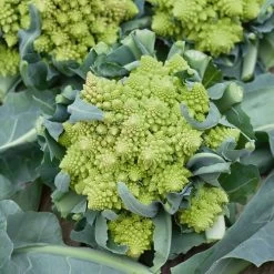 Romanesco Broccoli Seeds