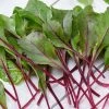 Bull's Blood Heirloom Beet Seeds 2 Bull's Blood Heirloom Beet Seeds -Botanical Bliss 52949 PK P1