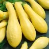 Early Prolific Straightneck Squash Seeds 1 Early Prolific Straightneck Squash Seeds -Botanical Bliss 52950 PK P1