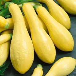 Early Prolific Straightneck Squash Seeds