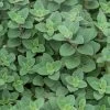 Cleopatra Organic Oregano Seeds