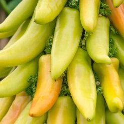 Mexican Sunrise F1 Hot Pepper Seeds -Botanical Bliss 52952 PK P1 1