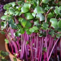 'Sangria' Radish Leaf Microgreens Seeds