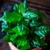 Arabian Coffee Plant Seeds 1 Arabian Coffee Plant Seeds -Botanical Bliss 52957 PK P1