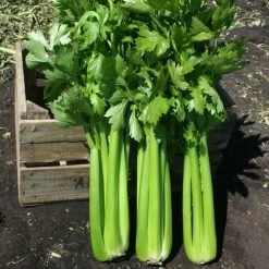 Hadrian Hybrid Celery Seeds