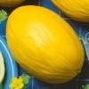 Juane Canary Heirloom Melon Seeds -Botanical Bliss 52962 PK P1