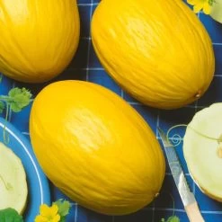 Juane Canary Heirloom Melon Seeds -Botanical Bliss 52962 PK P1 1