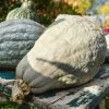 Hubbard Blue Organic Winter Squash Seeds 1 Hubbard Blue Organic Winter Squash Seeds -Botanical Bliss 52963 PK P1