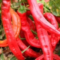 Wildcat Cayenne Pepper Seeds -Botanical Bliss 52964 PK P1 2
