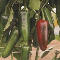 San Joaquin Jalapeno Pepper Seeds