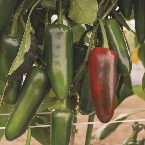 San Joaquin Jalapeno Pepper Seeds 3 San Joaquin Jalapeno Pepper Seeds