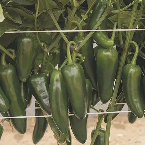 San Joaquin Jalapeno Pepper Seeds 4 San Joaquin Jalapeno Pepper Seeds - Image 2