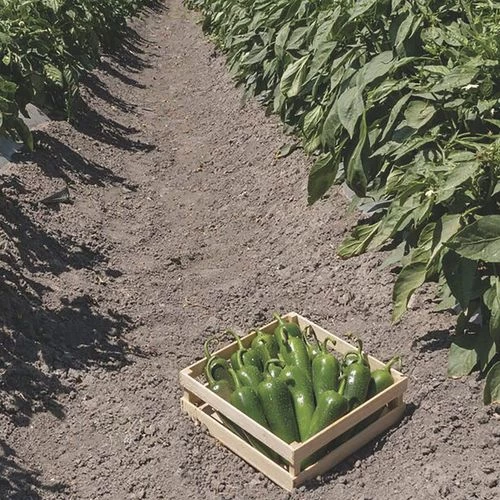 San Joaquin Jalapeno Pepper Seeds 5 San Joaquin Jalapeno Pepper Seeds - Image 3