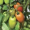 Zenzei Tomato Seeds -Botanical Bliss 52968