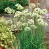 Autumn Bee Attraction Hybrid Allium Seeds -Botanical Bliss 52969 PK P1