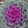 Rainbow Candy Crush Hybrid Ornamental Kale Seeds -Botanical Bliss 52971 PK P1
