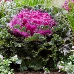 Rainbow Candy Crush Hybrid Ornamental Kale Seeds -Botanical Bliss 52971 PK P1 2