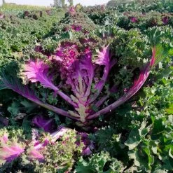 Rainbow Candy Crush Hybrid Ornamental Kale Seeds -Botanical Bliss 52971 PK P1 3