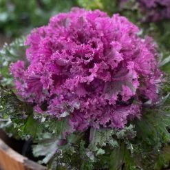 Rainbow Candy Crush Hybrid Ornamental Kale Seeds -Botanical Bliss 52971 PK P1 4