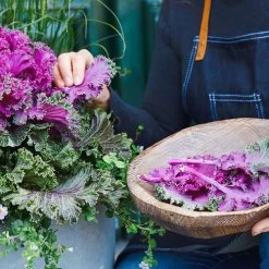 Rainbow Candy Crush Hybrid Ornamental Kale Seeds -Botanical Bliss 52971 PK P1 5