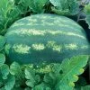Park's Whopper Hybrid Watermelon Seeds -Botanical Bliss 52987 PK P1