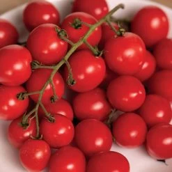 Park's Junior Whopper Red Hybrid Tomato Seeds