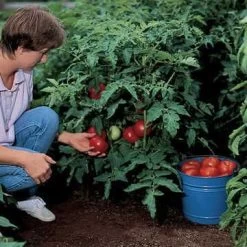 Better Bush Hybrid Tomato Seeds 7 Better Bush Hybrid Tomato Seeds -Botanical Bliss 5338 2
