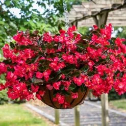 Viking™ Explorer Rose On Green Begonia Seeds -Botanical Bliss 54012 PK P1 3