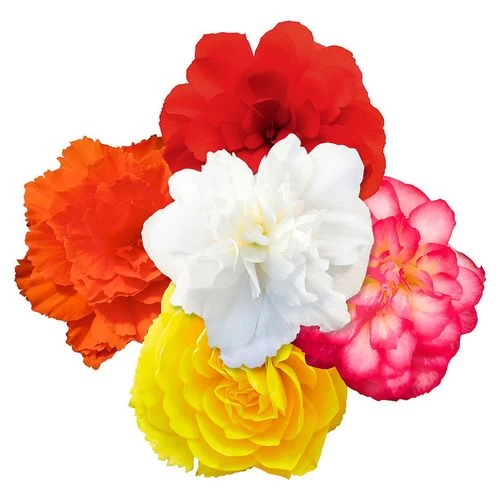 Nonstop® Joy Mix Begonia Seeds 3 Nonstop® Joy Mix Begonia Seeds