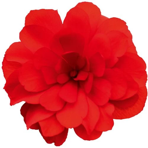 Nonstop® Joy Mix Begonia Seeds 4 Nonstop® Joy Mix Begonia Seeds - Image 2